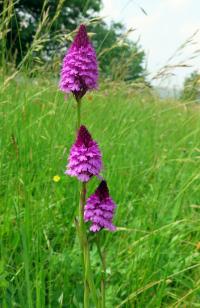 Rudohlávek jehlancovitý (Anacamptis pyramidalis)