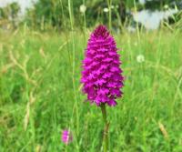 Rudohlávek jehlancovitý (Anacamptis pyramidalis)