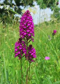 Rudohlávek jehlancovitý (Anacamptis pyramidalis)