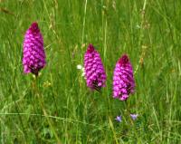 Rudohlávek jehlancovitý (Anacamptis pyramidalis)