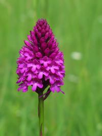 Rudohlávek jehlancovitý (Anacamptis pyramidalis)