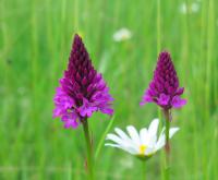 Rudohlávek jehlancovitý (Anacamptis pyramidalis)