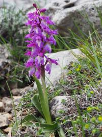 Vstavač mužský (Orchis mascula subsp ichnusae)