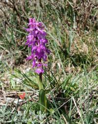 Vstavač mužský (Orchis mascula subsp ichnusae)