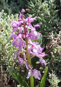 Vstavač mužský (Orchis mascula subsp ichnusae)