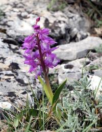 Vstavač mužský (Orchis mascula subsp ichnusae)