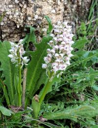 Vstavač mléčný (Orchis lactea)