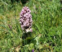 Vstavač mléčný (Orchis lactea)