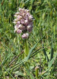 Vstavač mléčný (Orchis lactea)