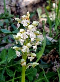 Vstavač mléčný (Orchis lactea)