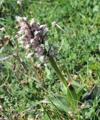 Vstavač mléčný (Orchis lactea)