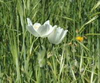 Snědek arabský (Ornithogalum arabicum)