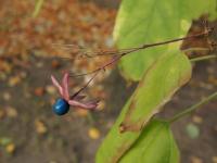 Blahokeř trojmý (Clerodendrum trichotomum)
