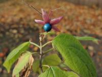 Blahokeř trojmý (Clerodendrum trichotomum)