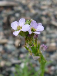 Pomořanka přímořská černomořská (Cakile maritima subsp euxina)