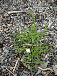 Pomořanka přímořská černomořská (Cakile maritima subsp euxina)