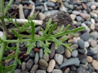 Pomořanka přímořská černomořská (Cakile maritima subsp euxina)
