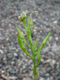 Pomořanka přímořská černomořská (Cakile maritima subsp euxina)