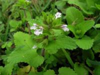 Čistec rolní (Stachys arvensis)