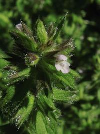 Čistec rolní (Stachys arvensis)