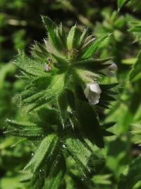 Čistec rolní (Stachys arvensis)