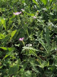 Koukolenka líbezná (Eudianthe coeli-rosa)
