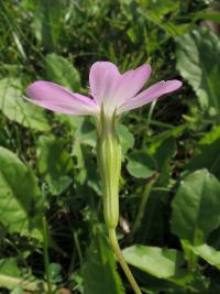 Koukolenka líbezná (Eudianthe coeli-rosa)
