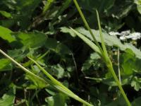 Koukolenka líbezná (Eudianthe coeli-rosa)