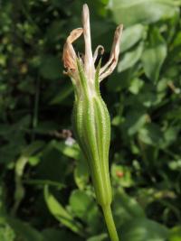 Koukolenka líbezná (Eudianthe coeli-rosa)