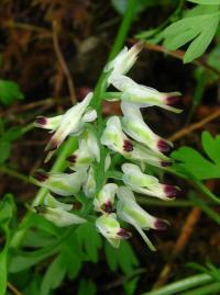 Zemědým popínavý (Fumaria capreolata)