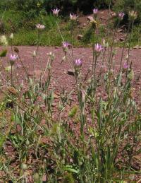 Suchokvět (Xeranthemum inapertum)