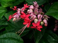 Blahokeř (Clerodendrum splendens)