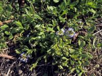 Vějířovka (Scaevola calendulacea)