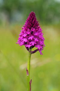 Rudohlávek jehlancovitý (Anacamptis pyramidalis)