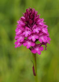 Rudohlávek jehlancovitý (Anacamptis pyramidalis)