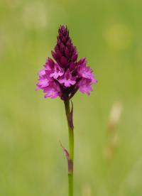 Rudohlávek jehlancovitý (Anacamptis pyramidalis)