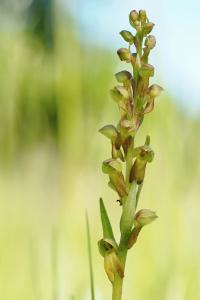 Vemeníček zelený (Coeloglossum viride)