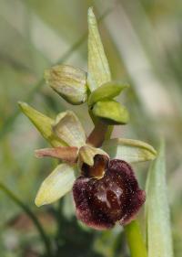 Tořič pavoukonosný (Ophrys sphegodes)