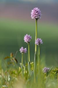 Vstavač trojzubý (Orchis tridentata)