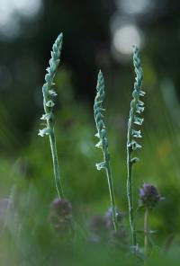 Švihlík krutiklas (Spiranthes spiralis)