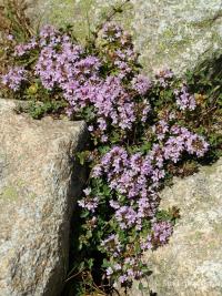 Mateřídouška (Thymus herba barona)