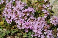 Mateřídouška (Thymus herba barona)