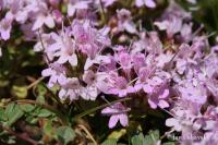 Mateřídouška (Thymus herba barona)