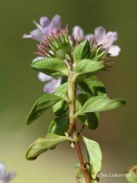 Mateřídouška (Thymus herba barona)