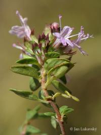 Mateřídouška (Thymus herba barona)
