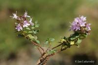 Mateřídouška (Thymus herba barona)