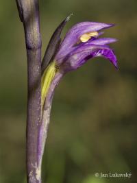 Hnědenec zvrhlý (Limodorum abortivum)