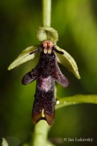 Tořič hmyzonosný (Ophrys insectifera)