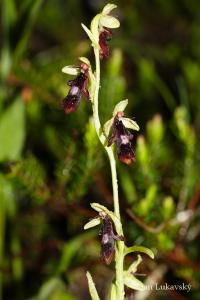 Tořič hmyzonosný (Ophrys insectifera)