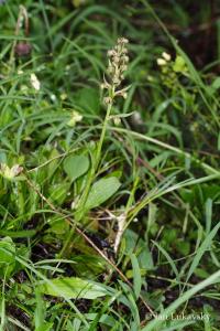 Vemeníček zelený (Coeloglossum viride)